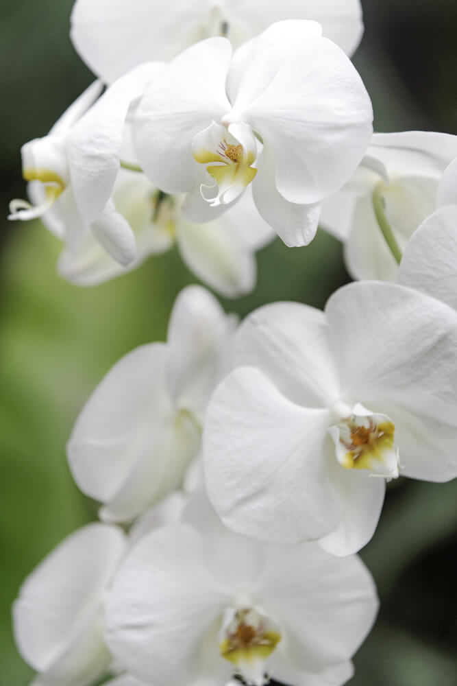 Beautiful Vanilla Orchid in its natural environment