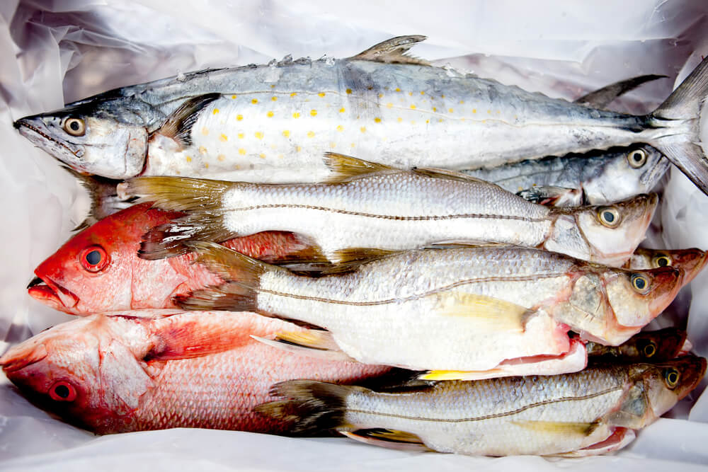 Group of frozen fish - sea food concepts