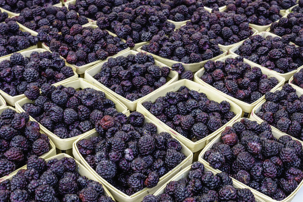 Black raspberries (binomial name Rubus occidentalis) for sale at farmers market, early July in northern Illinois-1