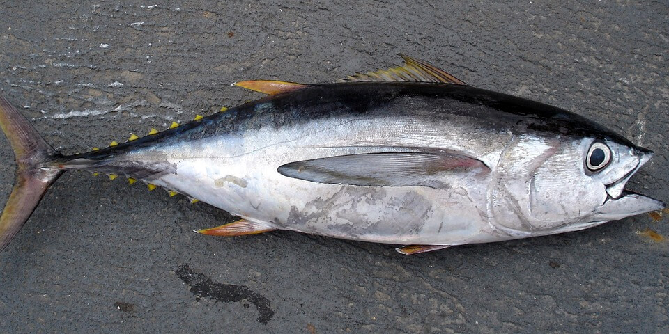 tuna02