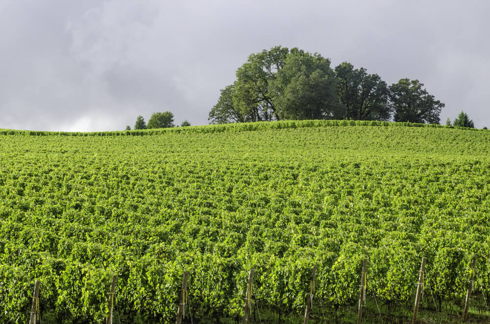 Vineyard bright green under gray rain clouds Break in afternoon rain illuminates Willamette Valley wine country in northern Oregon, USA