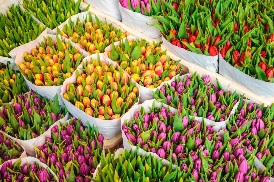 FLOWER AND PLANT STORAGE